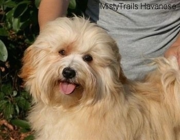 Close Up - A tan Havanese is standing outside and there is a person posing it in a stack behind it. Its mouth is open and tongue is out and it looks happy
